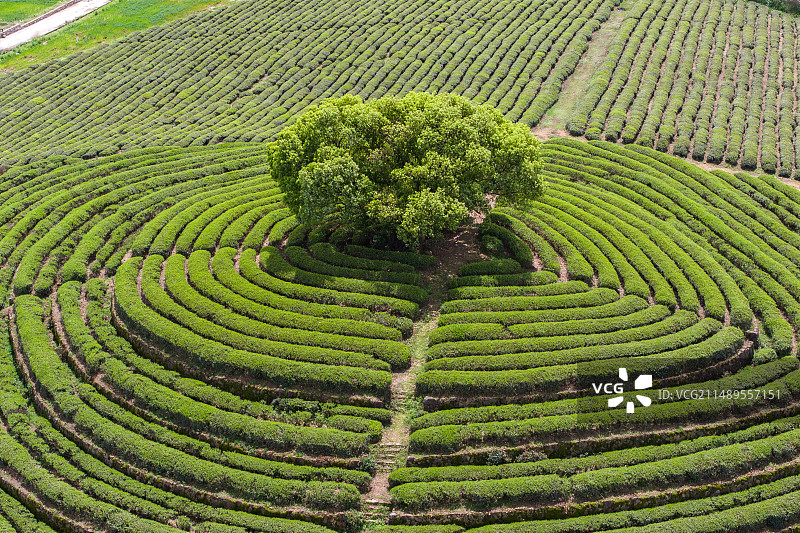 航拍杭州茶田里孤独的一棵树图片素材