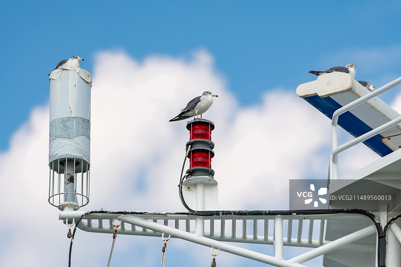 停在雷达上的海鸥图片素材