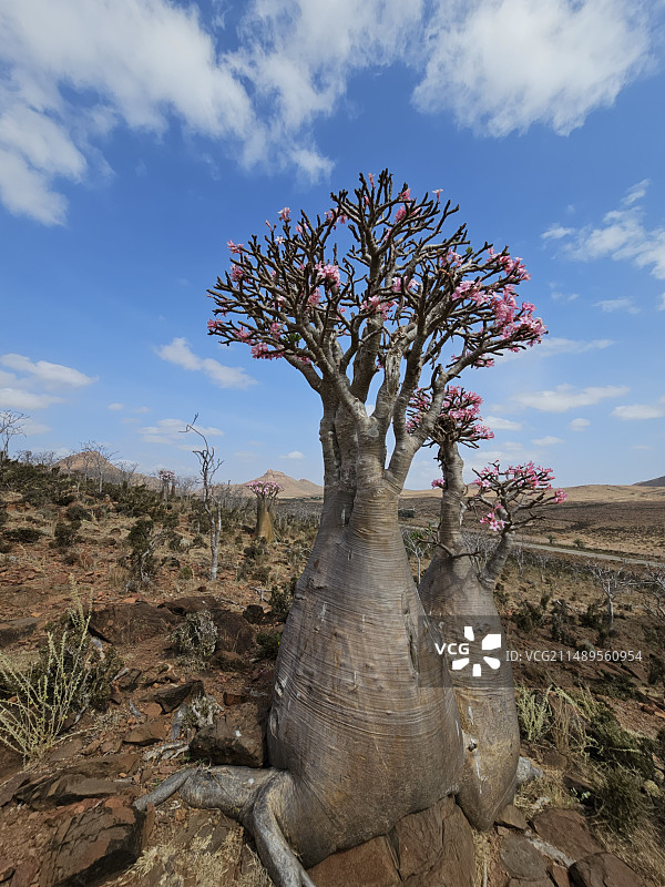 索科特拉岛瓶子树图片素材