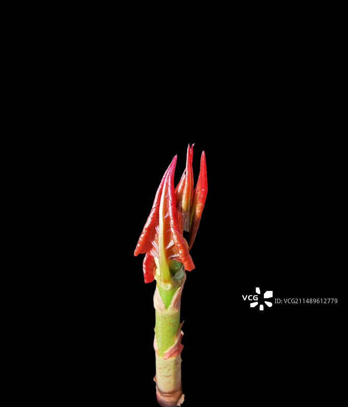 春竹吐艳图片素材