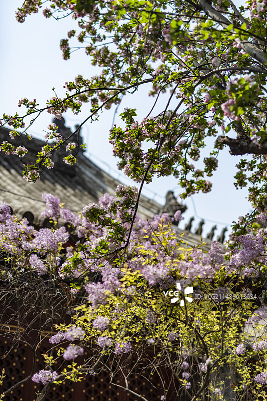 北京法源寺内盛开的春花图片素材