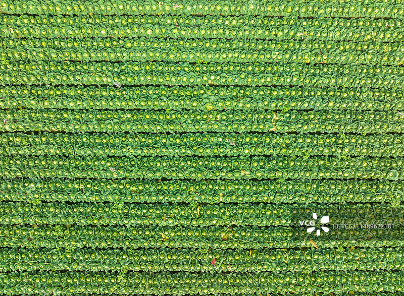 高丽菜田图片素材