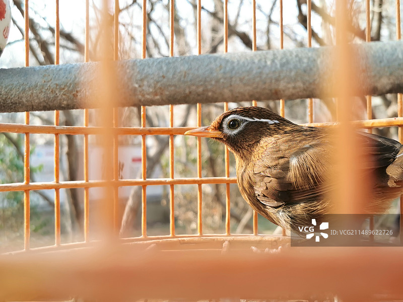 在笼中 游来游去图片素材
