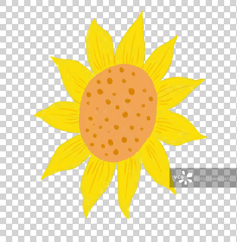 手绘花卉植物素材图片素材