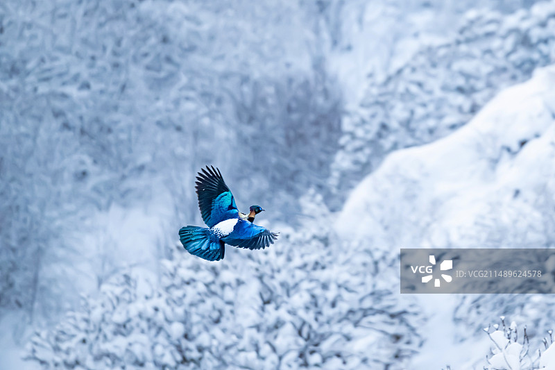 绿尾虹雉图片素材