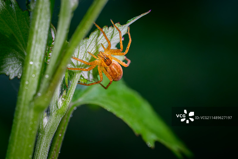 躲在叶背的红蜘蛛图片素材