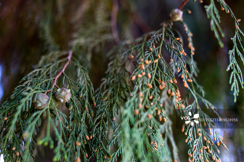 四川省绵阳市户外松树，松针，松叶，图片素材