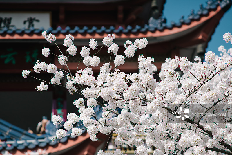 鼋头渚樱花谷、长春桥染井吉野樱图片素材