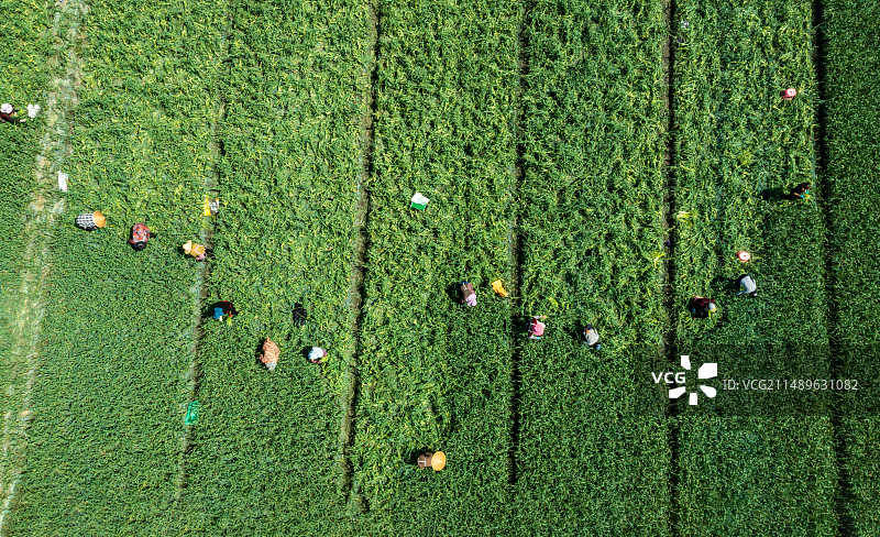 蒜苔采摘图片素材