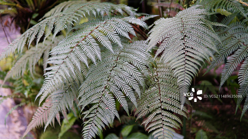 观叶植物图片素材