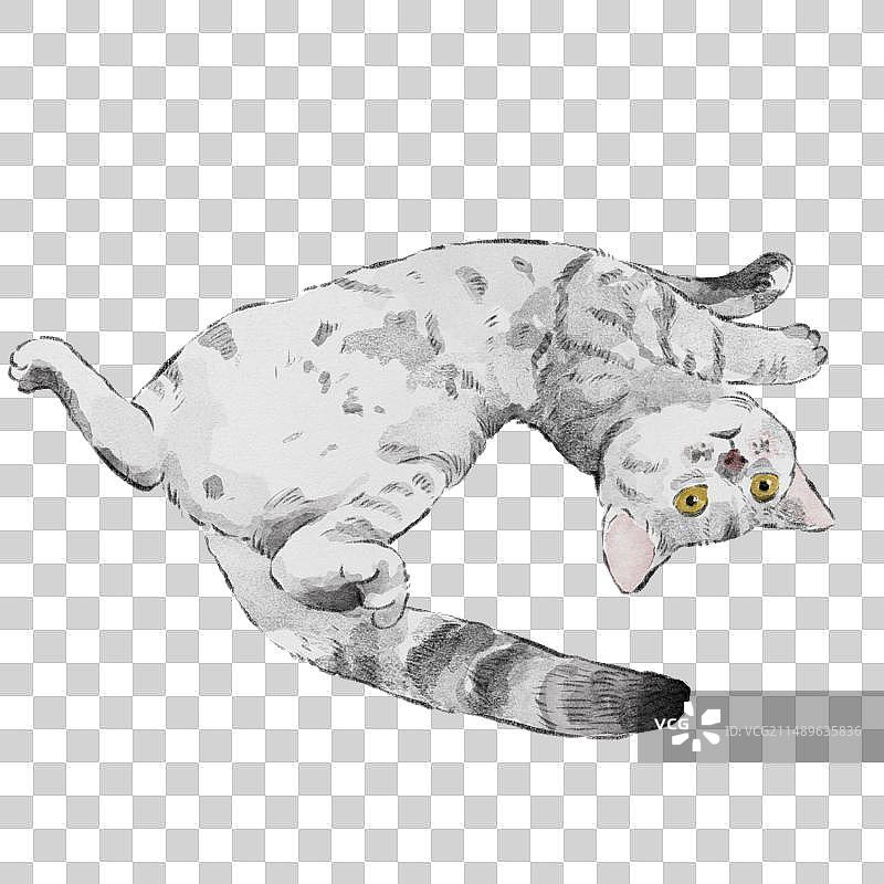 银渐层图片素材