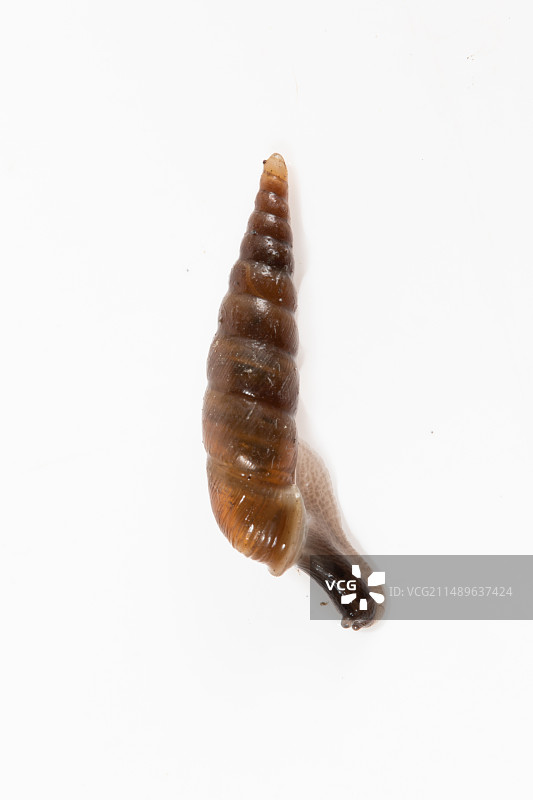 白色背景上的细长真管螺图片素材