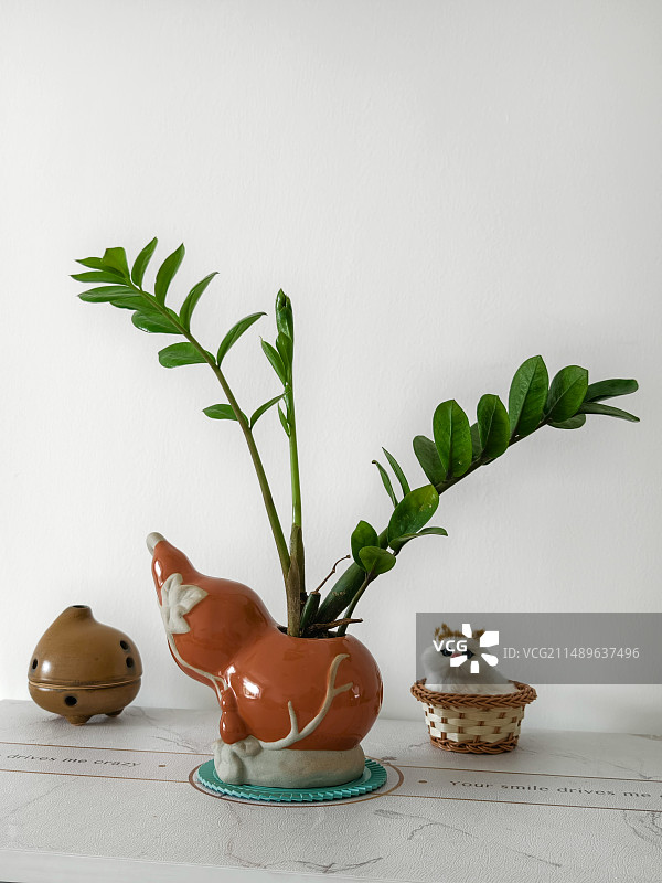 发财树图片素材