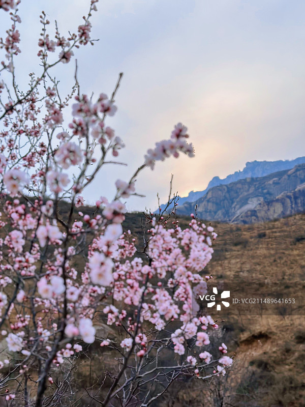 点点霞光映山花图片素材