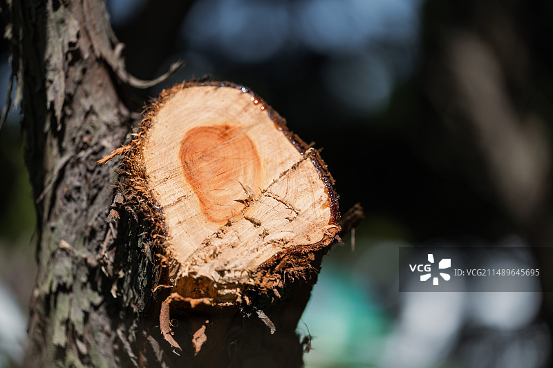 公园里的树木断枝图片素材