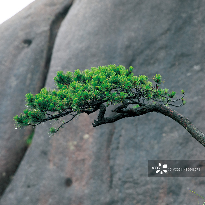 一棵松树图片素材
