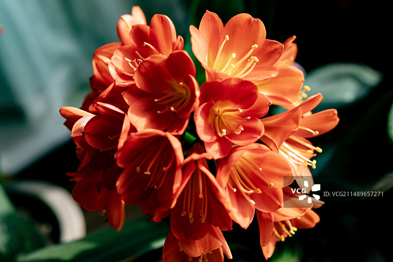 大花君子兰图片素材