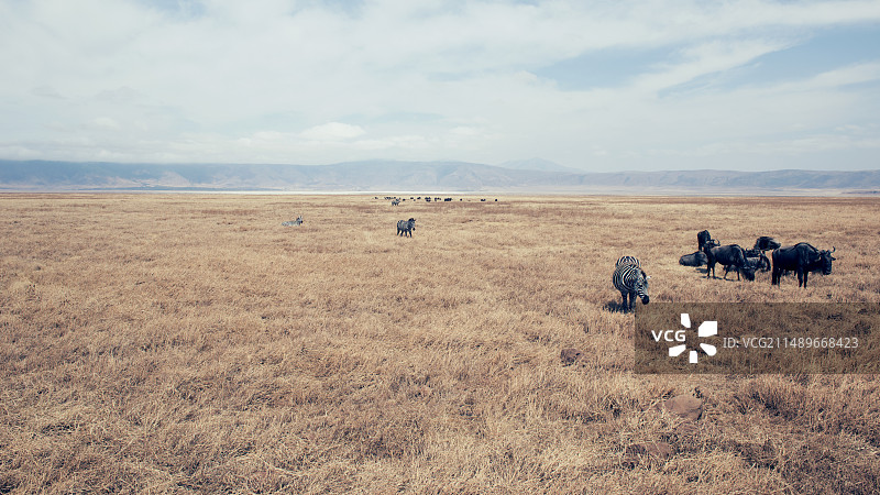 草食动物的旱季图片素材