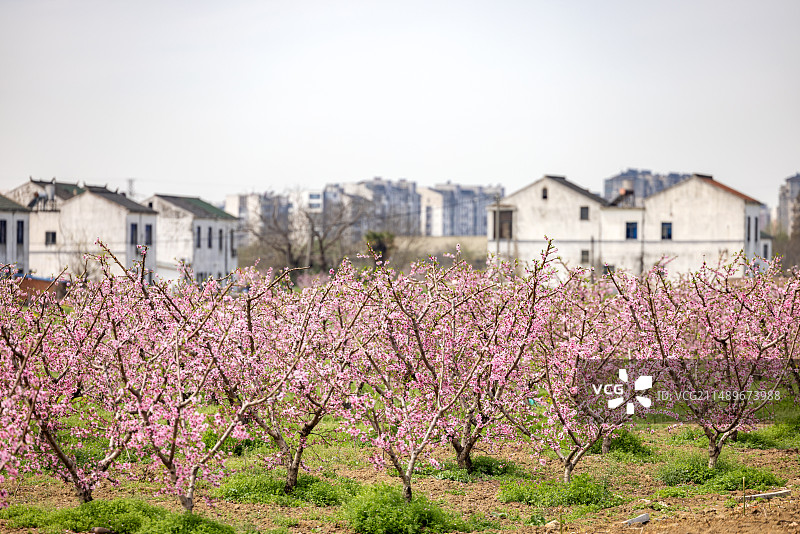 江苏省无锡市阳山镇桃花桃园乡村风光图片素材