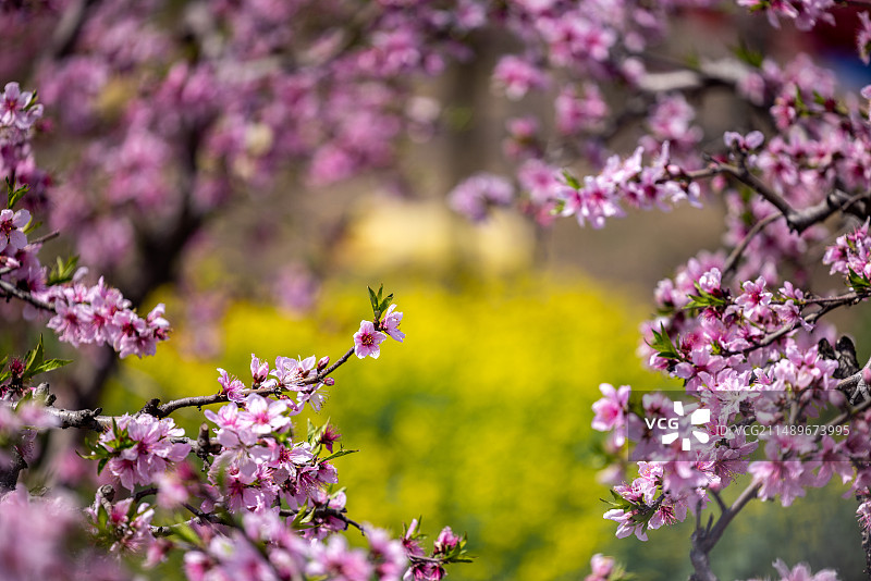 江苏省无锡市阳山镇桃花桃园乡村风光图片素材