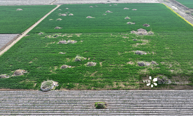 山东枣庄农田里的坟墓图片素材