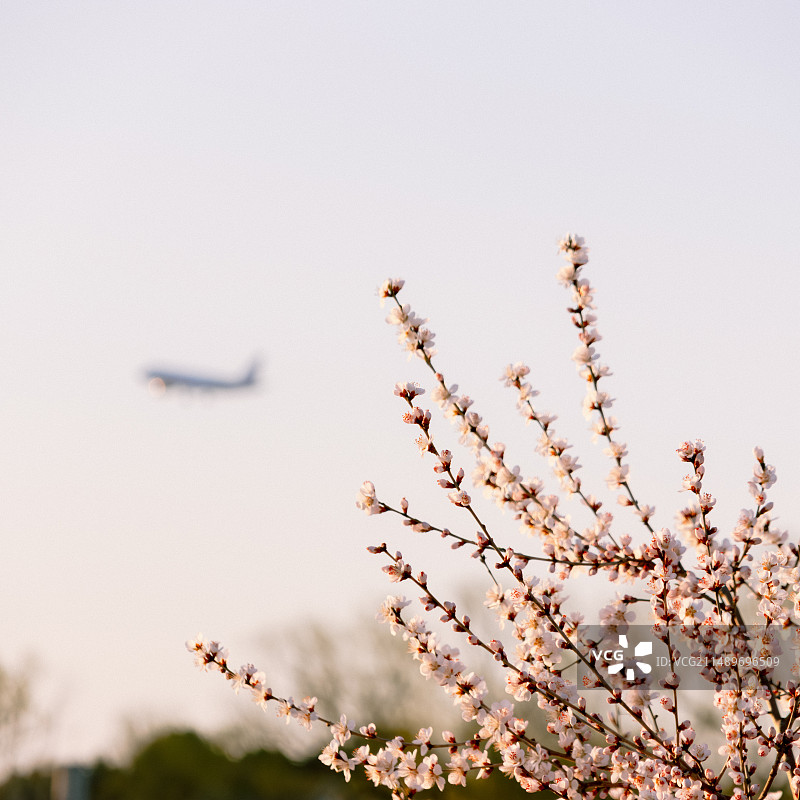 北京颐和园桃花盛开图片素材