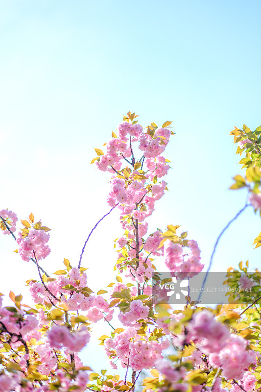 粉色的晚樱图片素材