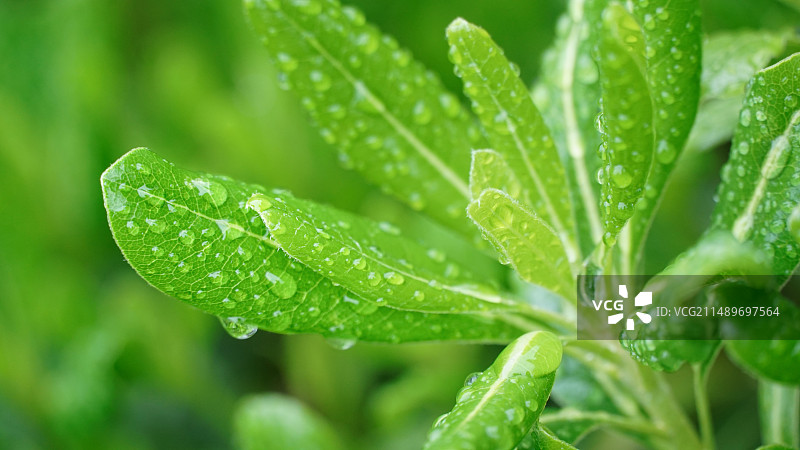春雨下的植物图片素材