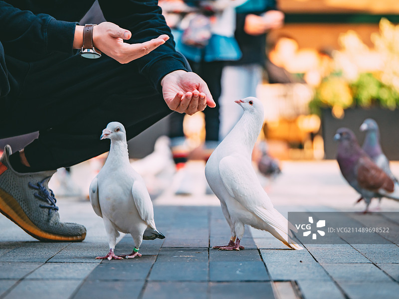 鸽子在广场上的特写镜头图片素材