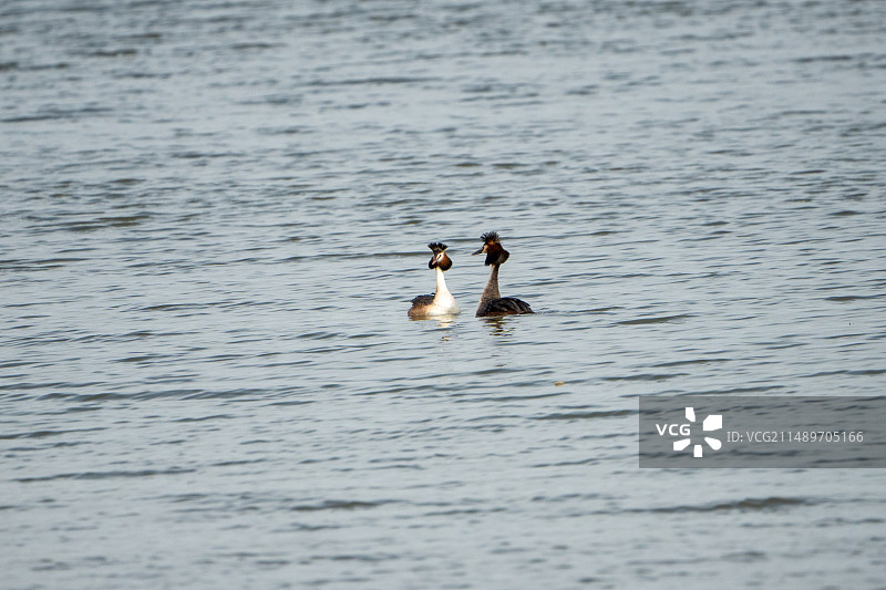 沙河水库正在尝试交配的两只凤头䴙䴘图片素材