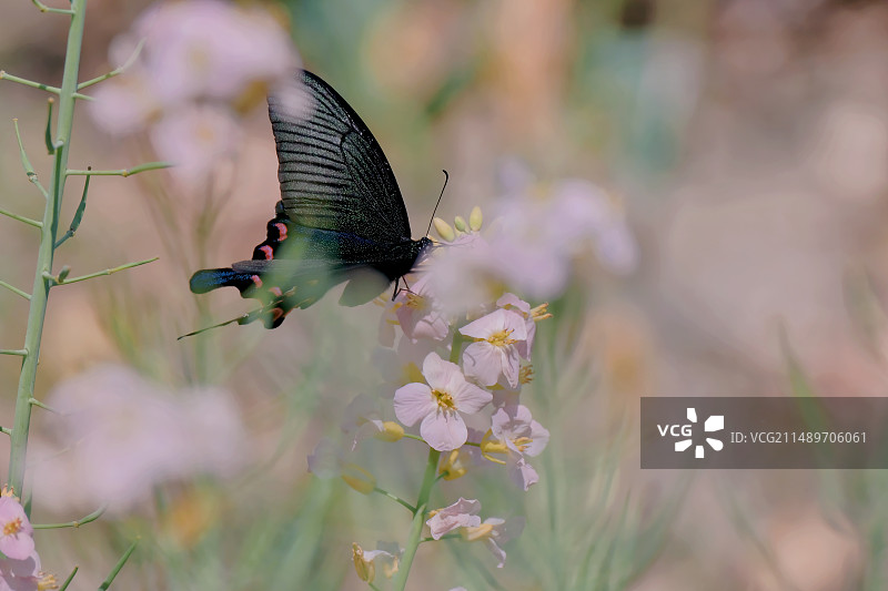 春天，油菜花与蝴蝶图片素材