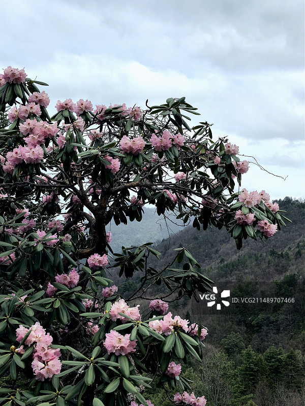 高山杜鹃花图片素材