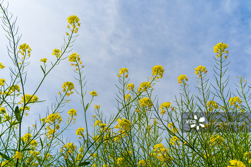 春天，阳光下低视角的油菜花，蓝天白云是背景，像一幅莫奈的油画图片素材
