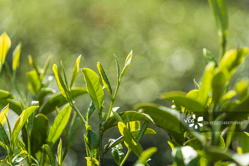 春天，苏州西山景区天王坞茶园，逆光下的茶叶嫩芽特写与光斑图片素材