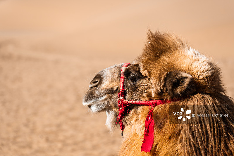 沙漠骆驼头部特写图片素材
