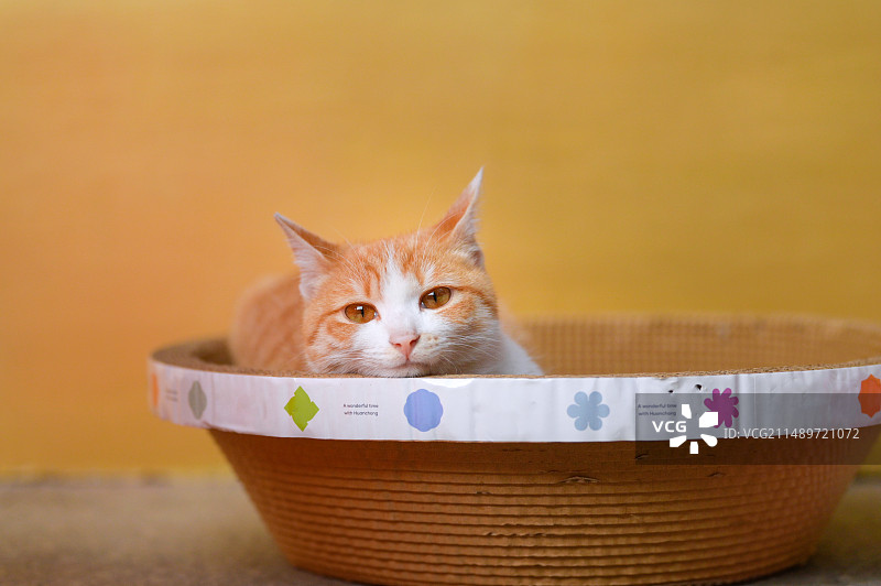 寺庙里和野外的中华田园猫图片素材