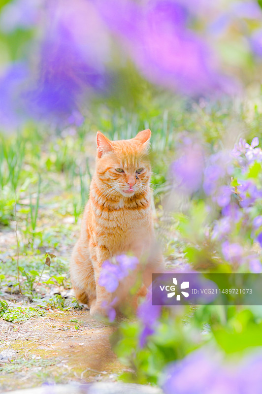 寺庙里和野外的中华田园猫图片素材