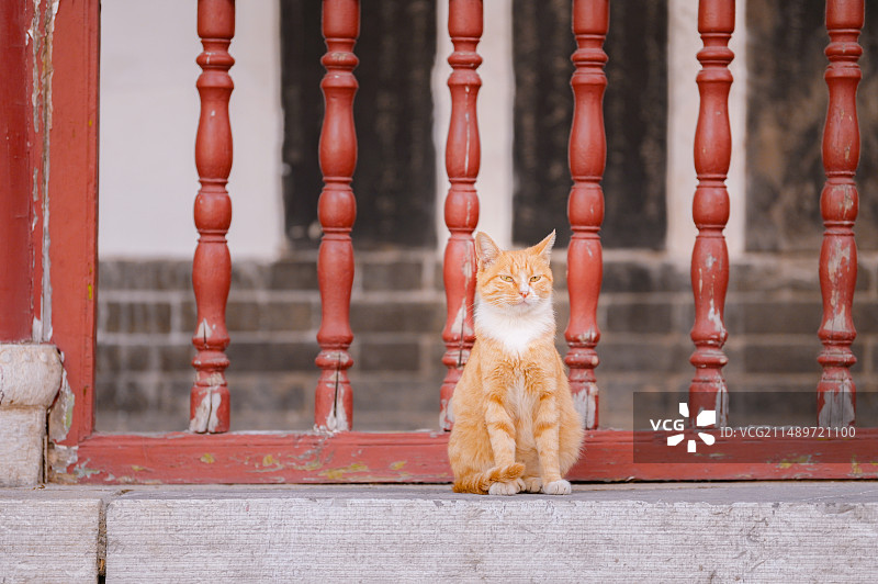 寺庙里和野外的中华田园猫图片素材