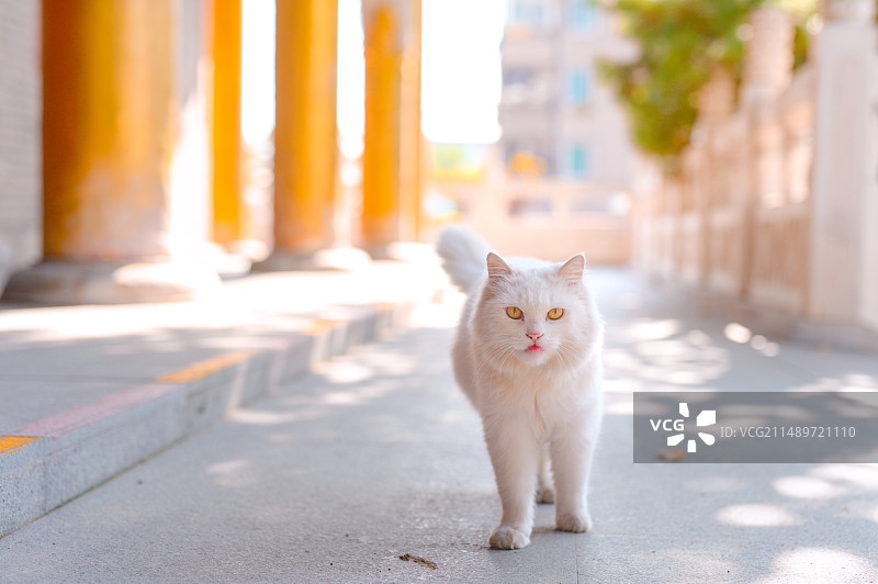 寺庙里和野外的中华田园猫图片素材