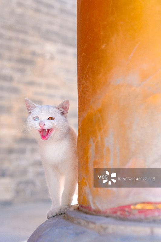 寺庙里和野外的中华田园猫图片素材