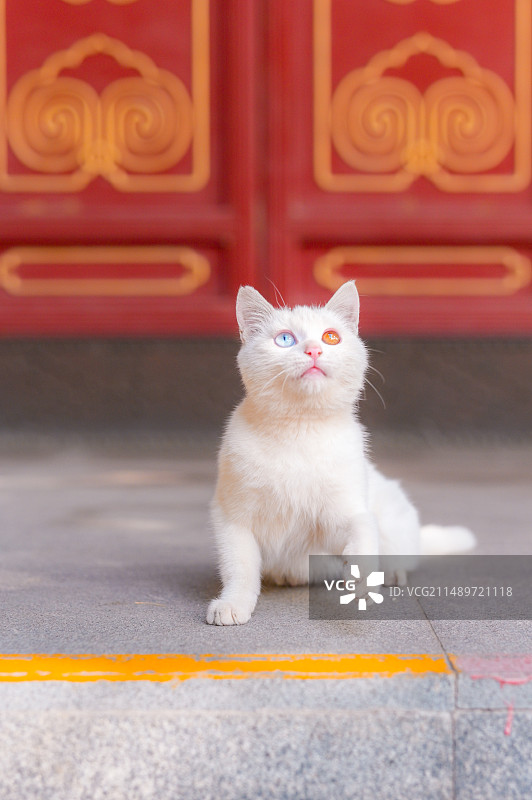 寺庙里和野外的中华田园猫图片素材