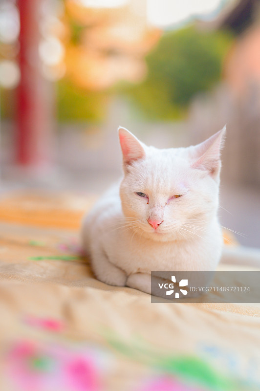 寺庙里和野外的中华田园猫图片素材