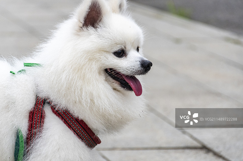 博美犬的特写镜头图片素材