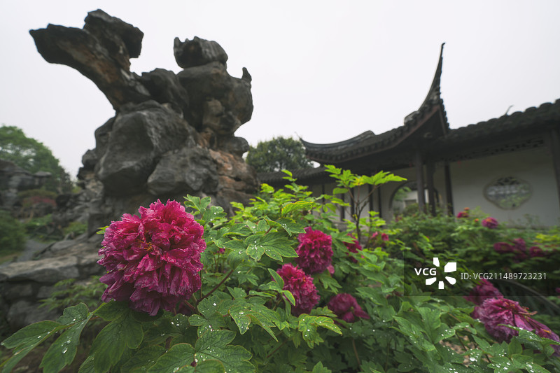 河南邓州花洲书院牡丹花图片素材