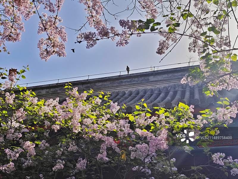 鸟语花香·法源寺图片素材