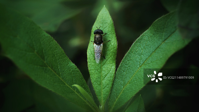 隐脉水虻图片素材
