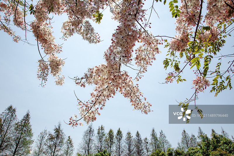 花旗木，春日，赏花，粉白花，浪漫，花卉，清新，美好图片素材