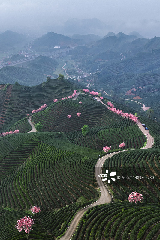 航拍杭州富阳龙井茶茶田和樱花树白昼景观图片素材