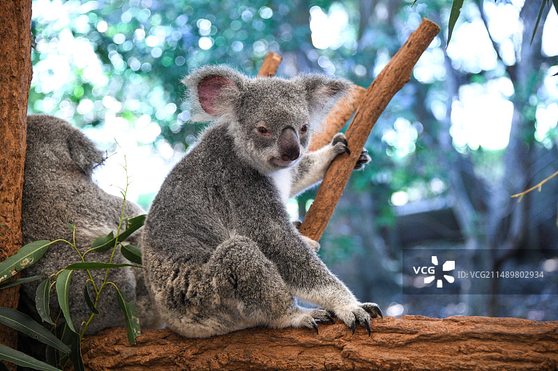 澳大利亚，布里斯班，龙柏考拉保护区，考拉抓树干的肖像图片素材