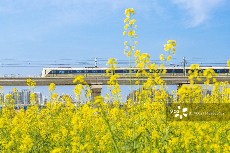 油菜花和列车图片素材
